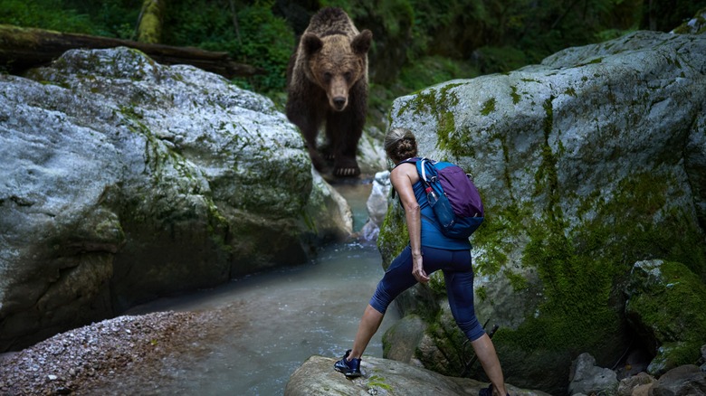 hiker encountering bear in woods