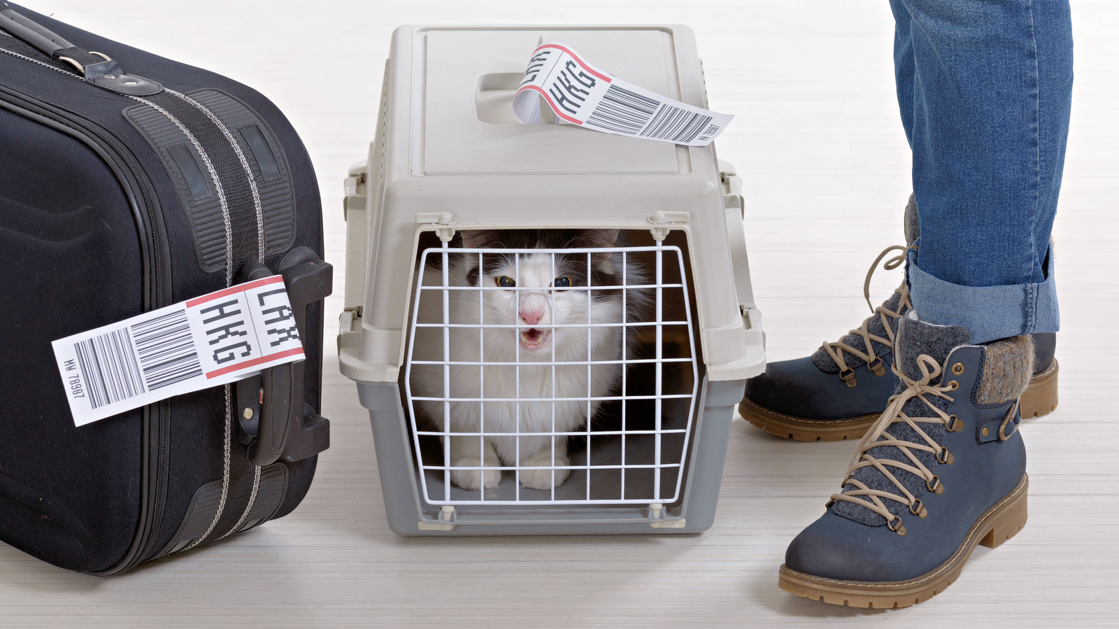 What You Should Know About Airlines Pet Fees   L Intro 1681407824 