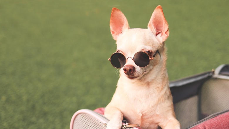 dog wearing sunglasses in carrier