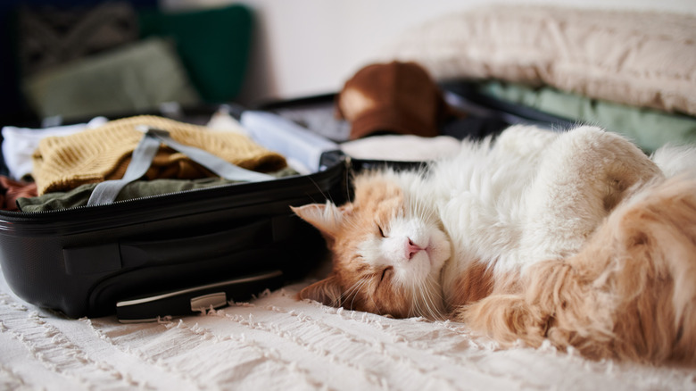 Cat near a suitcase