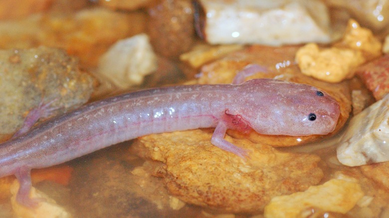 cave salamander on rocks