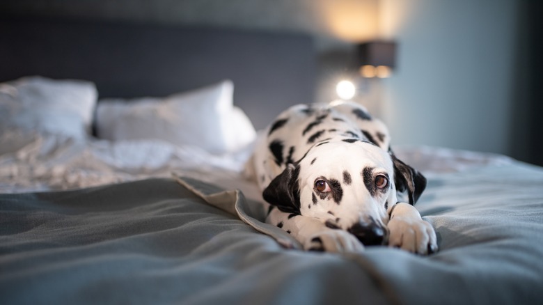 Dog on hotel bed