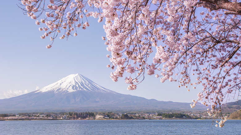 Cherry blossom overlooking a lake and Mount Fuji