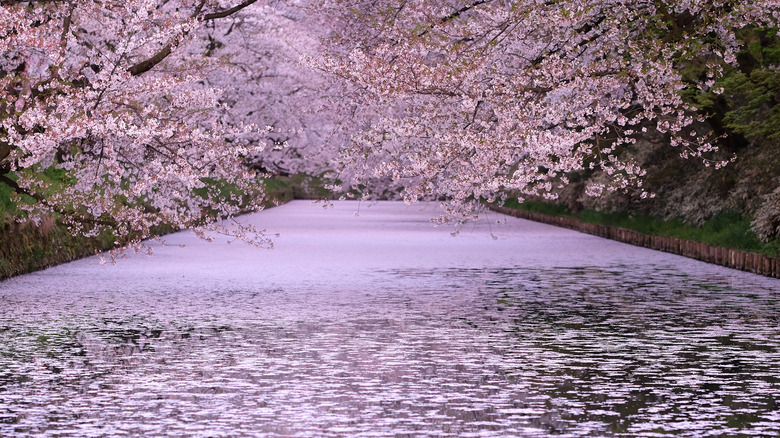 Cherry blossoms on the Hirosaki castle moat