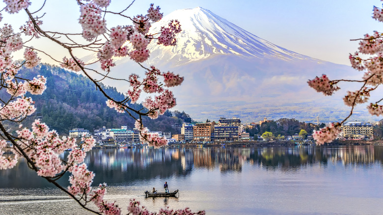 Cherry blossom overlooking a lake and Mount Fuji