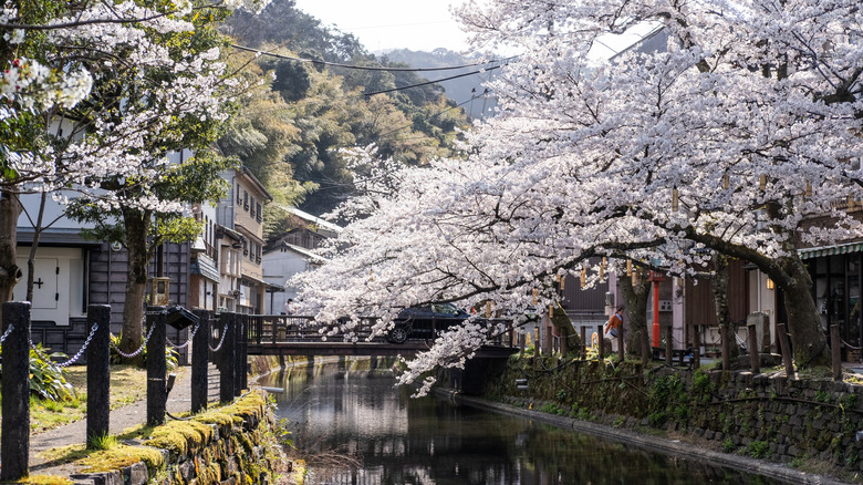 Cherry blossom at Kinosaki onsen