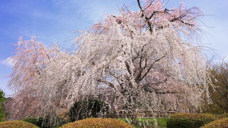 Weeping cherry tree in Marayumi park