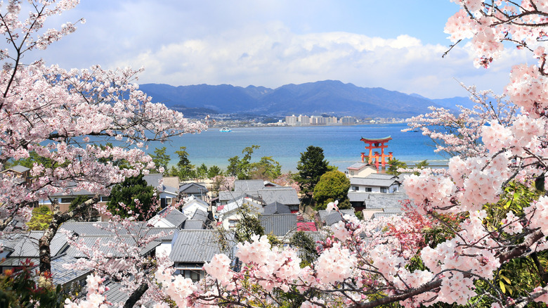 Ariel view of torii gate at Miyajima during Hanami