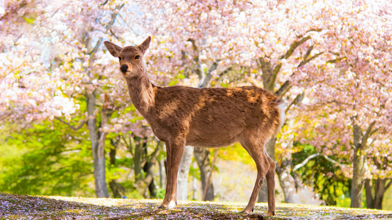 Deer in Nara park during Hanami