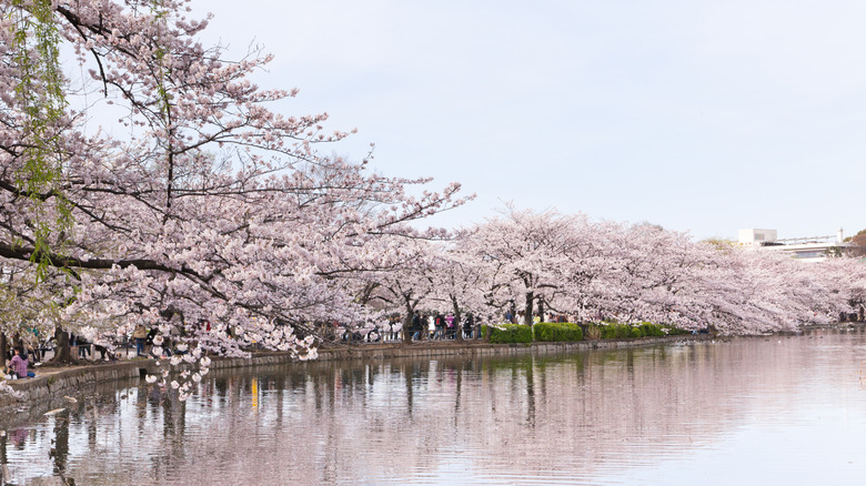 Cherry blossom at full bloom in Ueno park