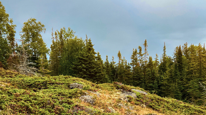 flourishing woodland in Isle Royale