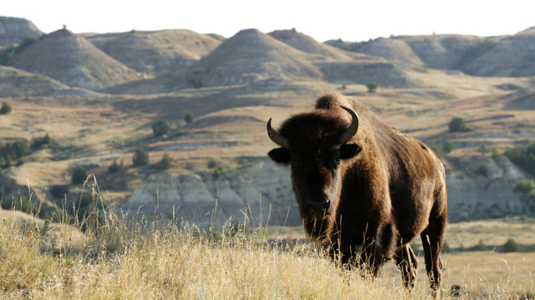 bison Theodore Roosevelt National Park