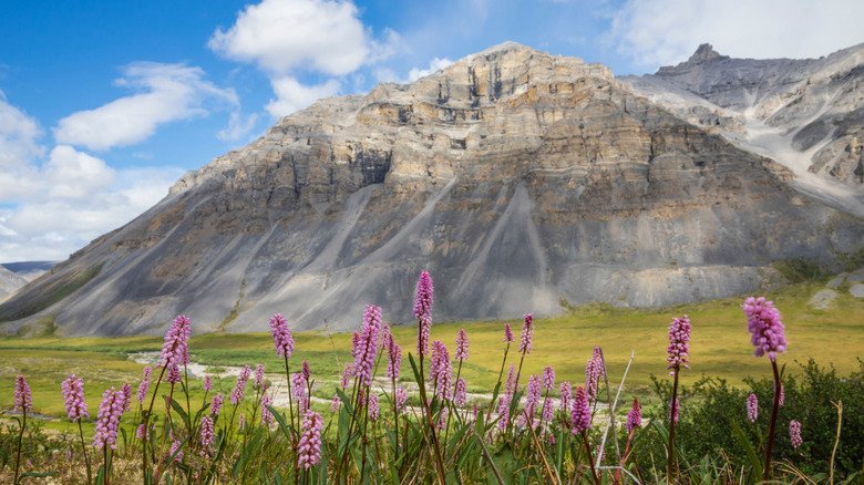 Gates of the Arctic's wildflowers