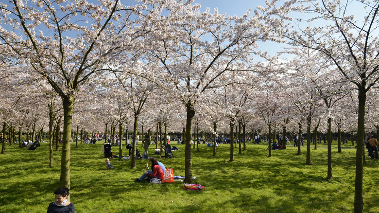 cherry blossoms