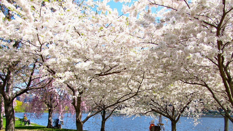 cherry blossoms