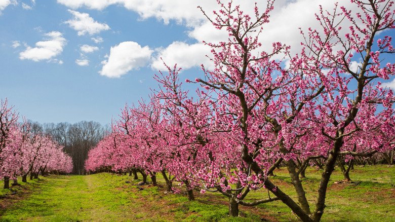 cherry blossoms