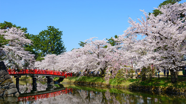 cherry blossoms