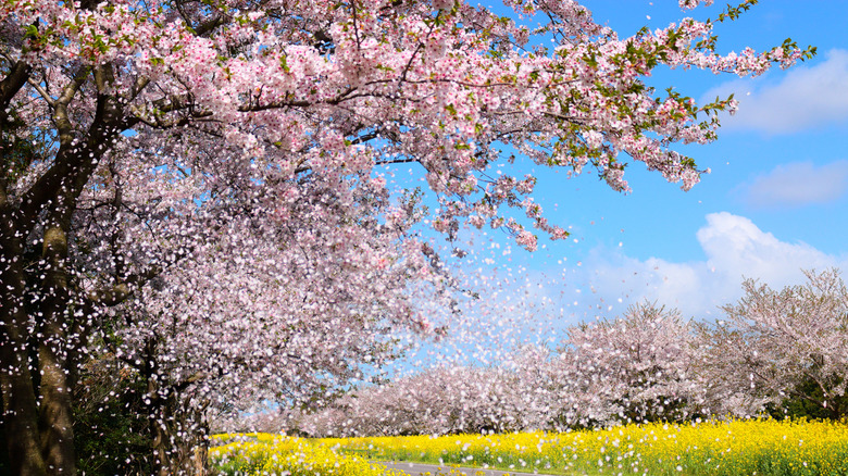 cherry blossoms