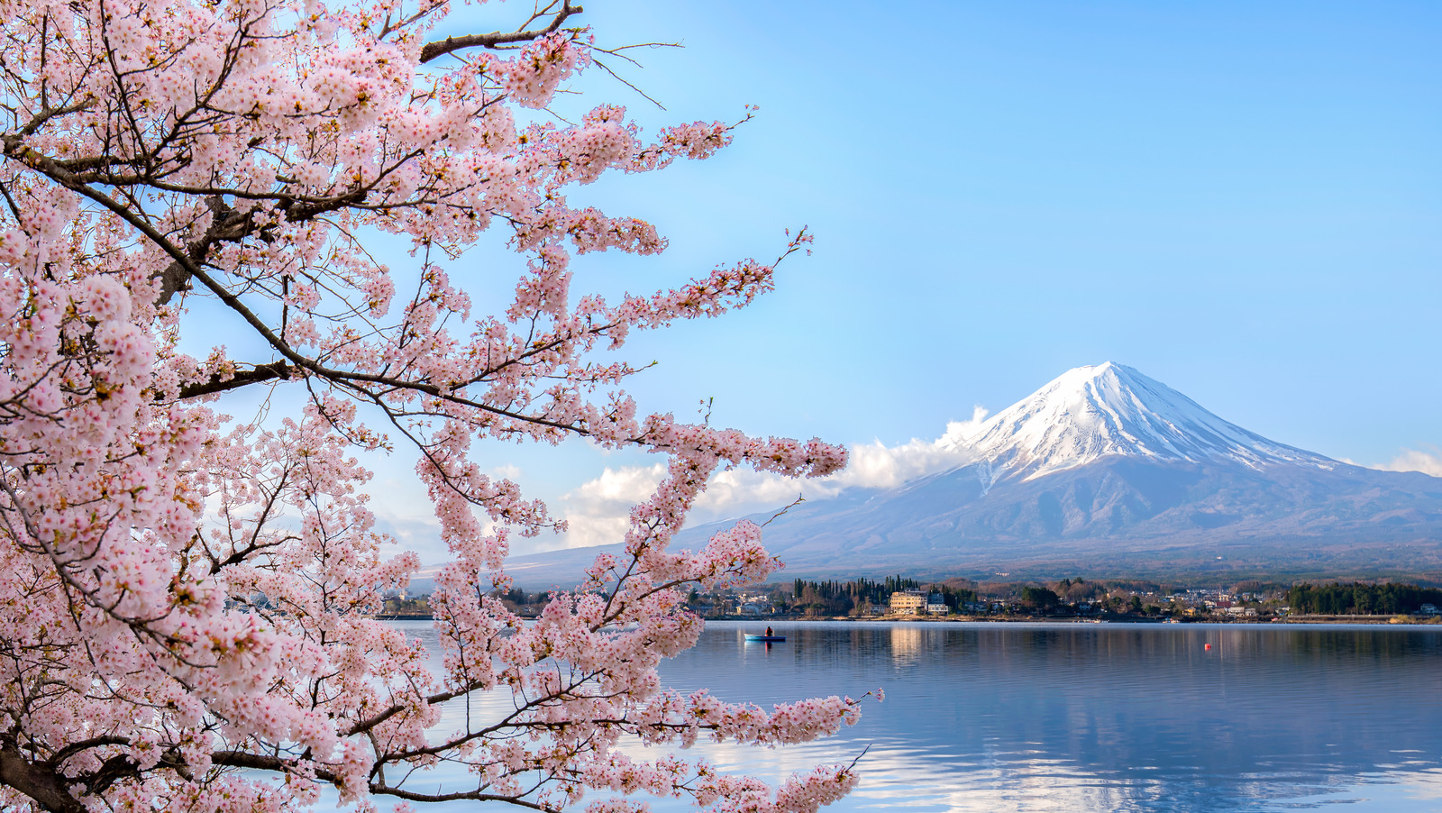 When and where to see cherry blossoms in the U.S.