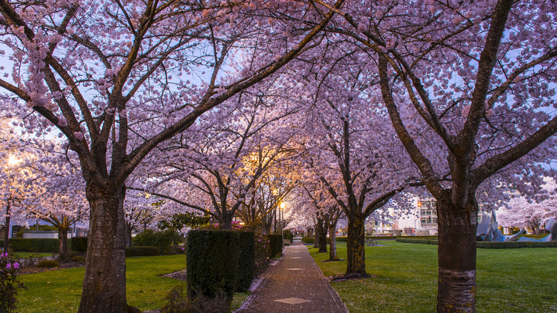 cherry blossoms