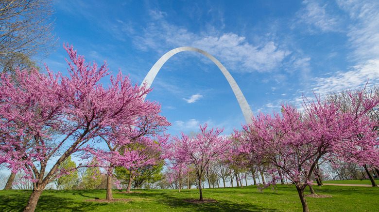 cherry blossoms