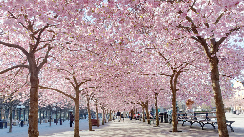 cherry blossoms