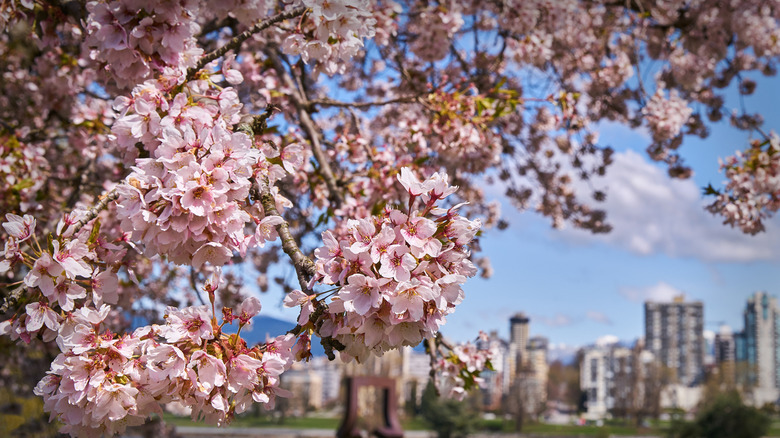 cherry blossoms