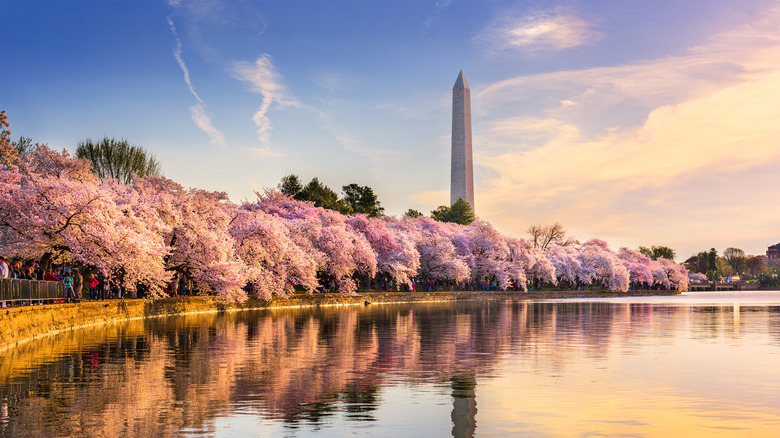 cherry blossoms