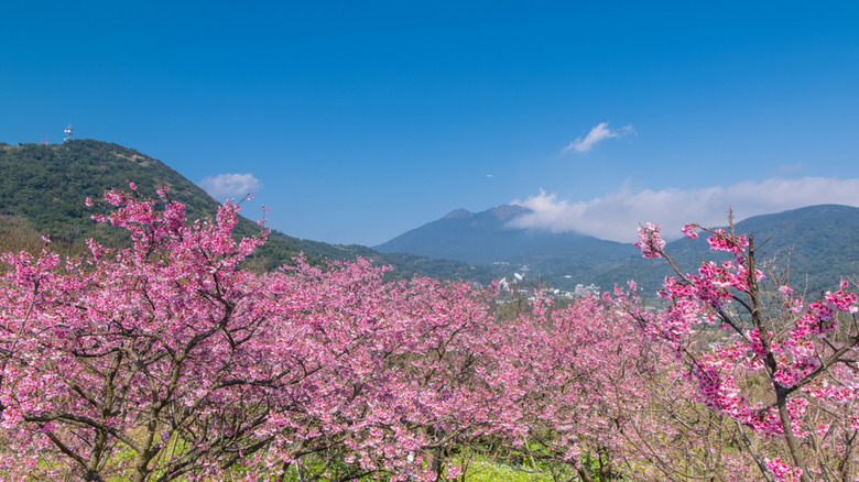 cherry blossoms