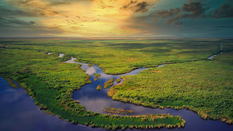 aerial view of the Everglades
