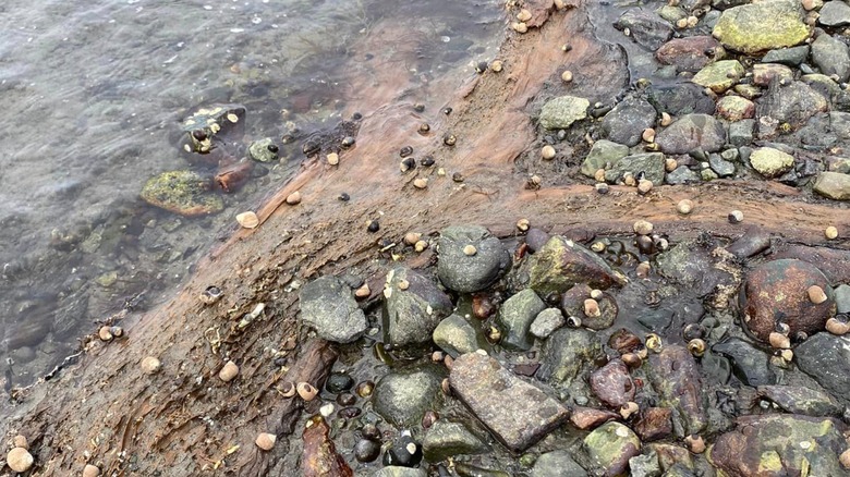 A sunken cedar tree