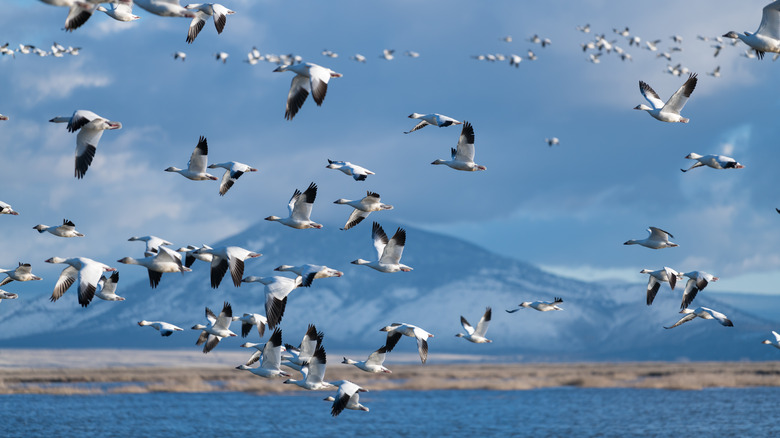 birds flying at Lower Klamath