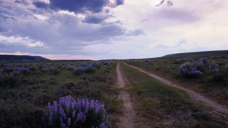 South Pass trail with flowers