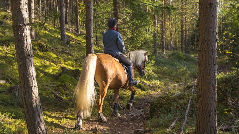 Woman riding a horse in a forest