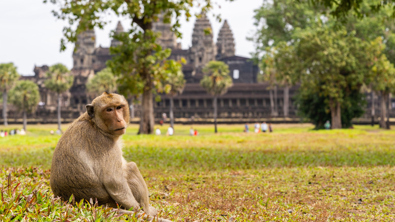 A macaque rests in the grass near Angkor Wat, Cambodia