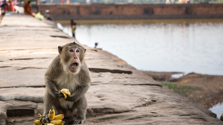 A macaque eats a banana near an Angkor Wat waterway