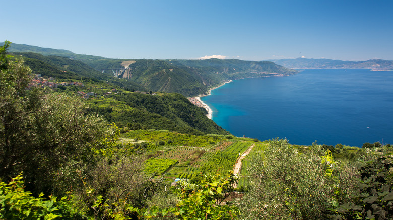 Viticulture in Calabria, Italy