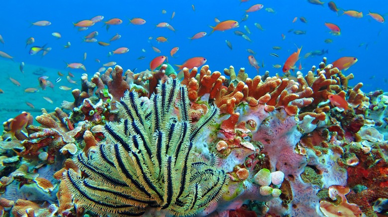 Reef off of Cambodian island