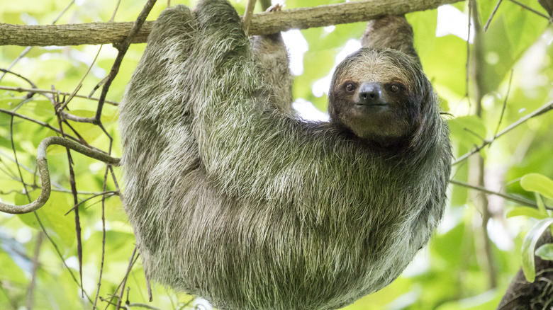 A sloth hangs from a branch in Costa Rica