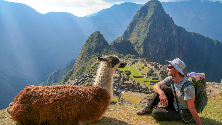 Man and llama at Machu Picchu