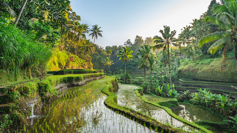 Tegalalang Rice Fields