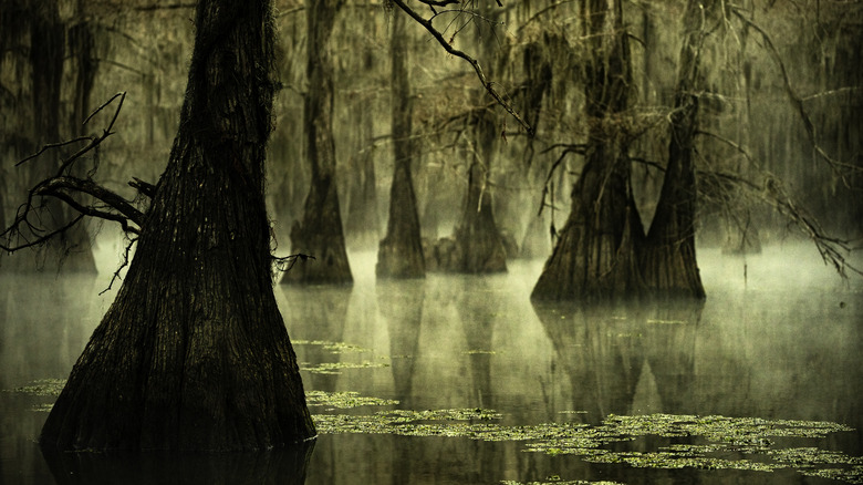 misty cypress trees on Caddo Lake