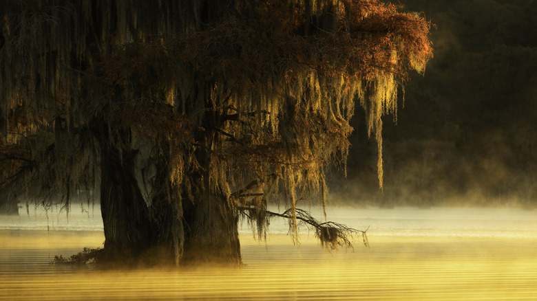 bald cypress tree on Caddo Lake