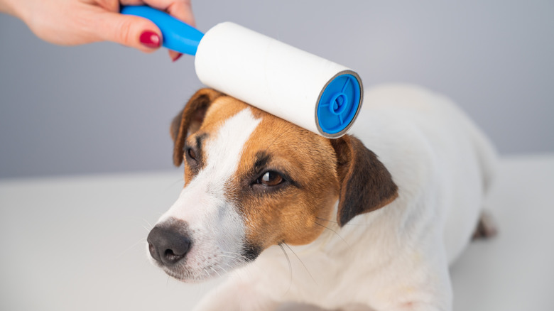 Dog getting lint rolled