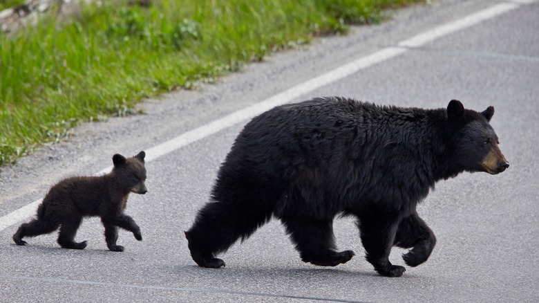 Bears crossing the road Yellowstone