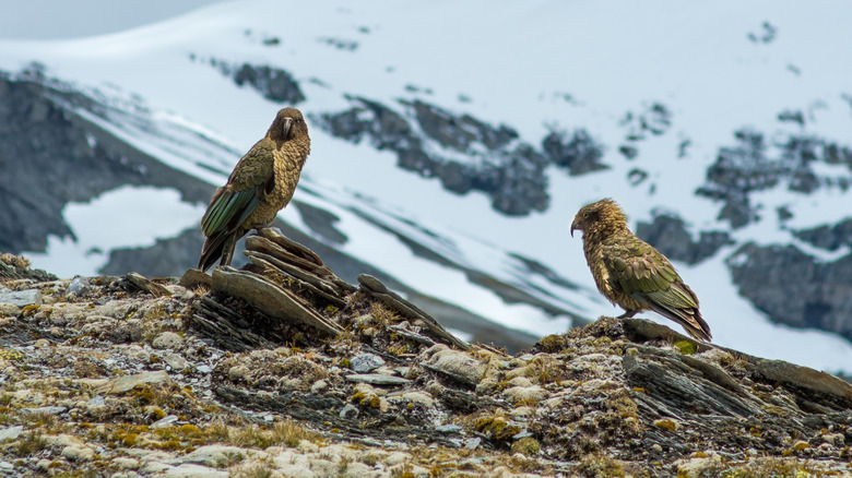 Two alpine parrots 