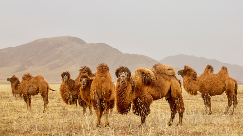 A herd of bactrian camels