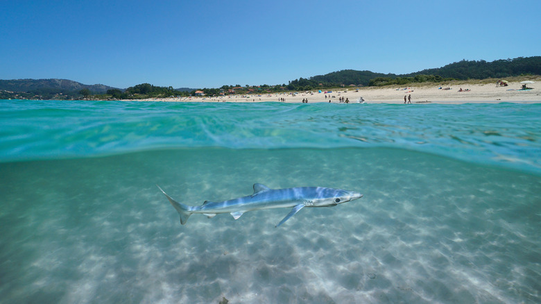 Blue shark swimming near the beach