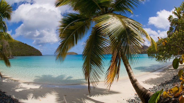 Palm tree virgin islands beach
