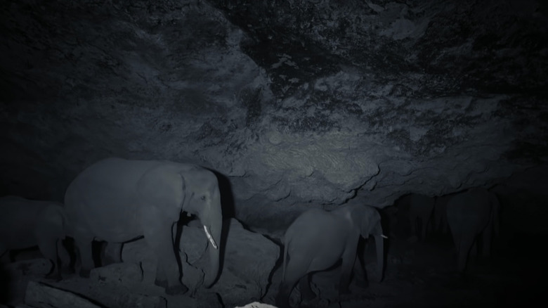 Elephants in Kitum Cave